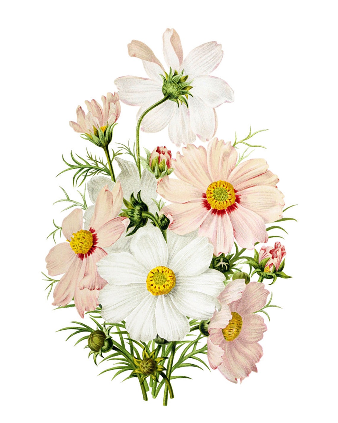 Pink and White Cosmos Flowers Classic Vintage Botanical Poster - Image 3