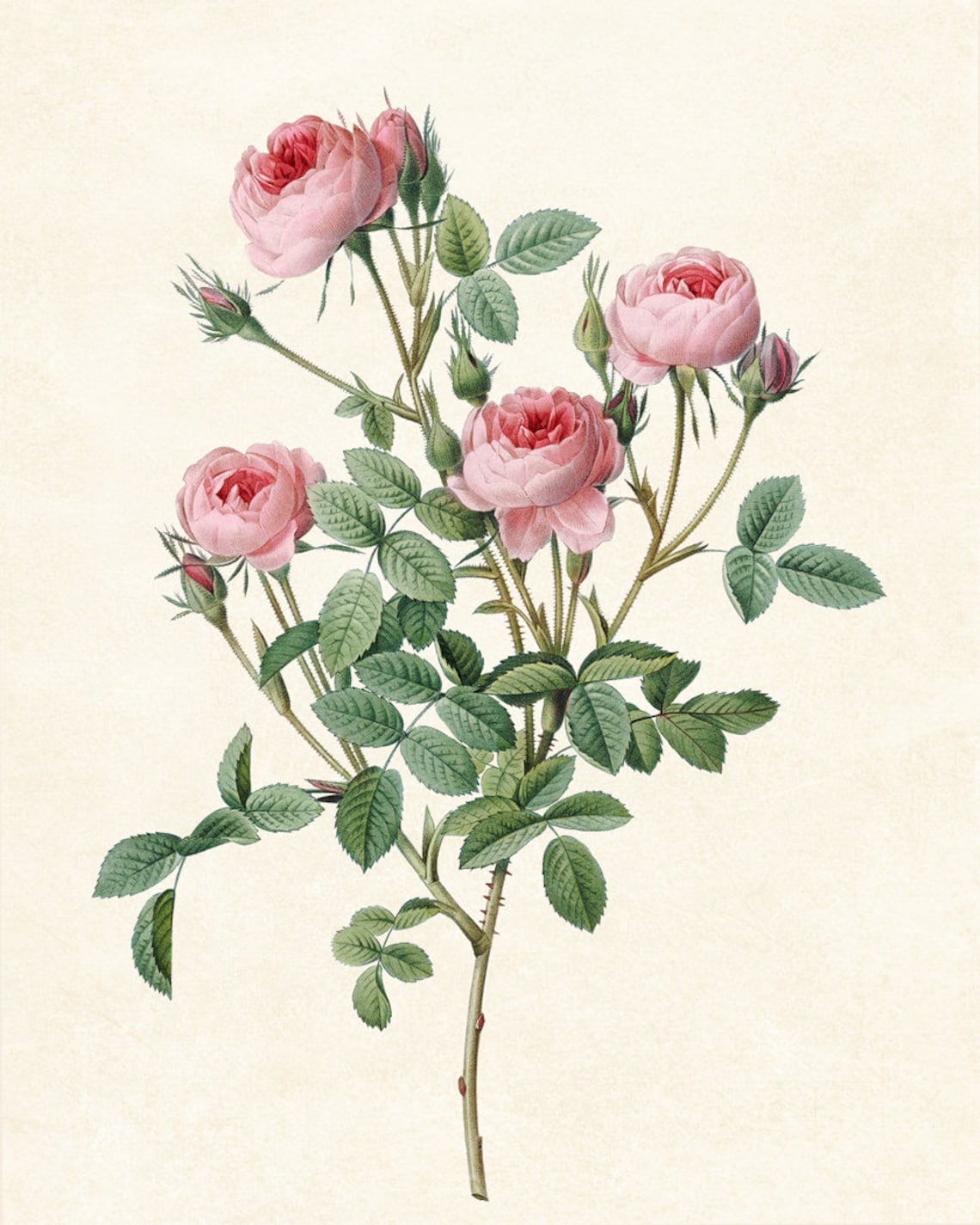 Pink Rose Art by P.J. Redouté, Vintage Botanical - Image 3