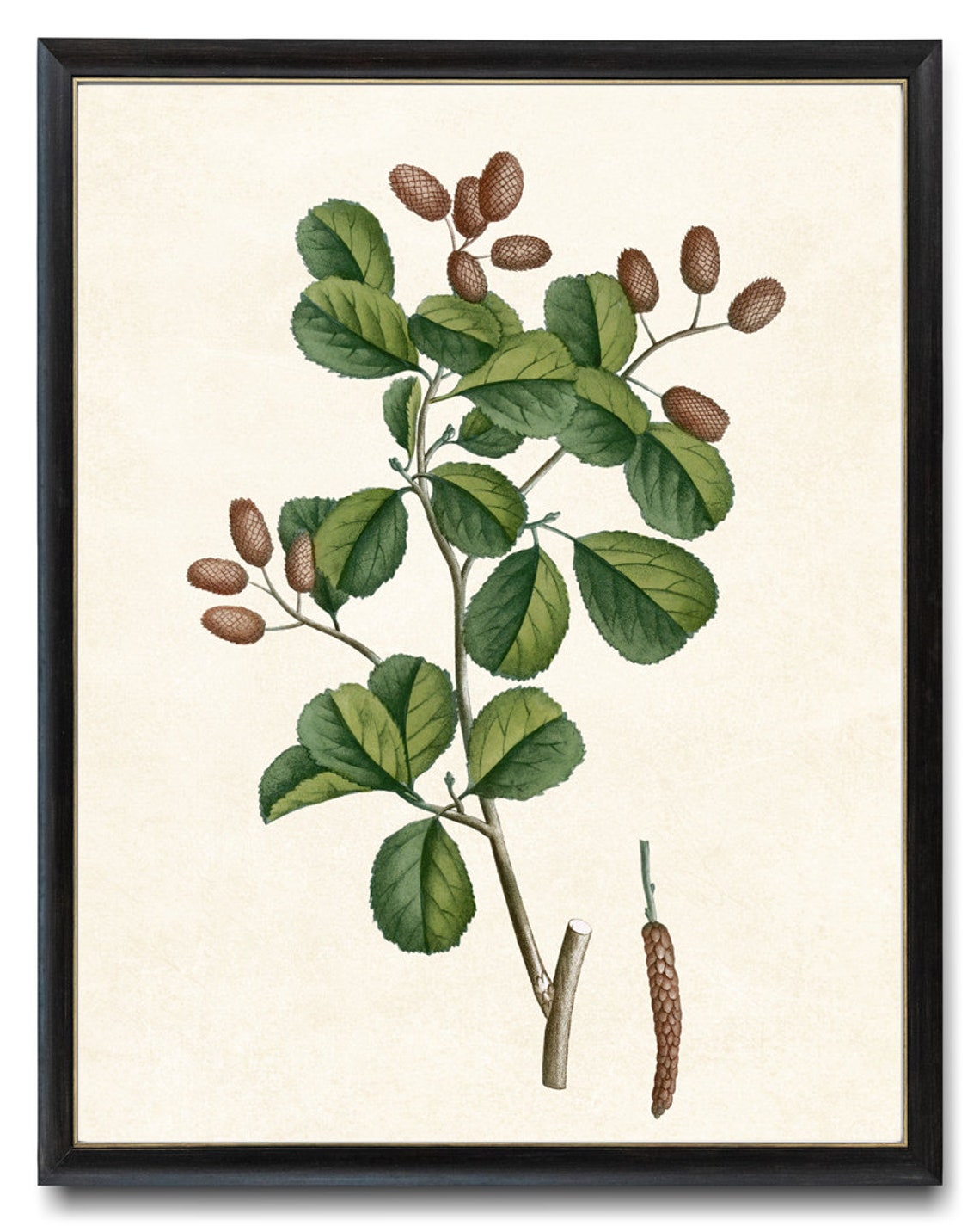 Black Alder Cones Catkins Vintage Botanical Illustration Print - Image 4