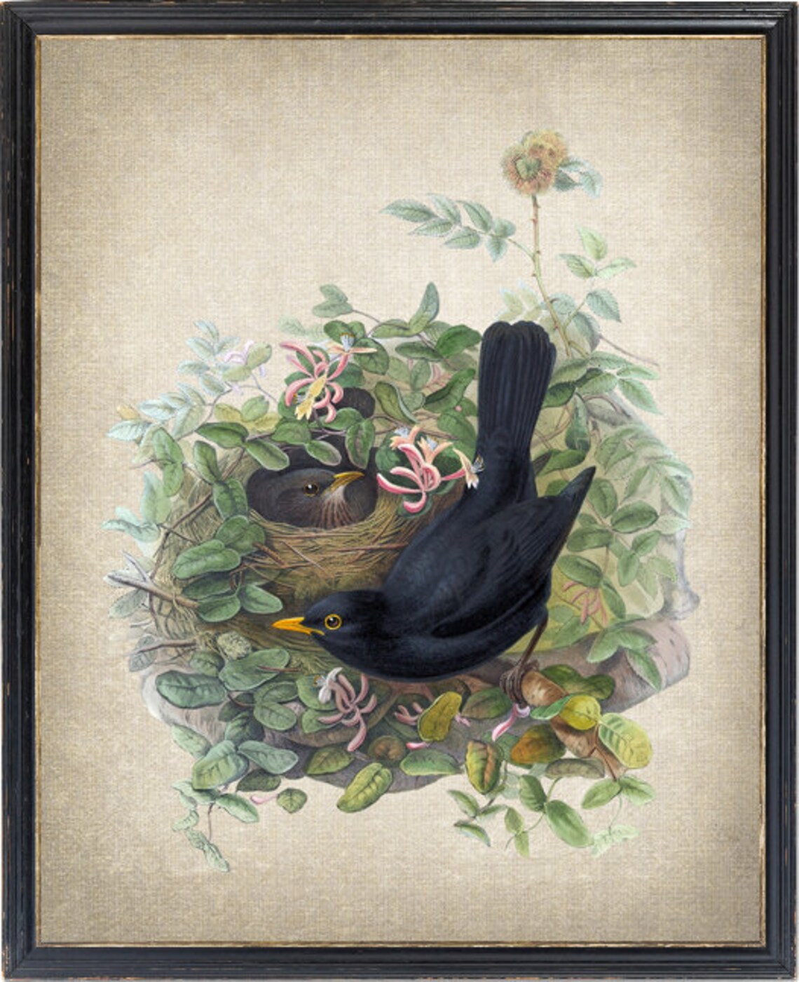 Blackbird and Nest Vintage Natural History Art Print