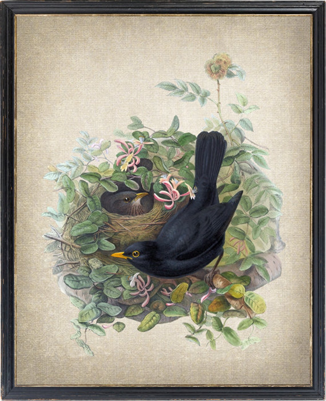 Blackbird Pair At Nest With Honeysuckle Vintage Bird Art Poster