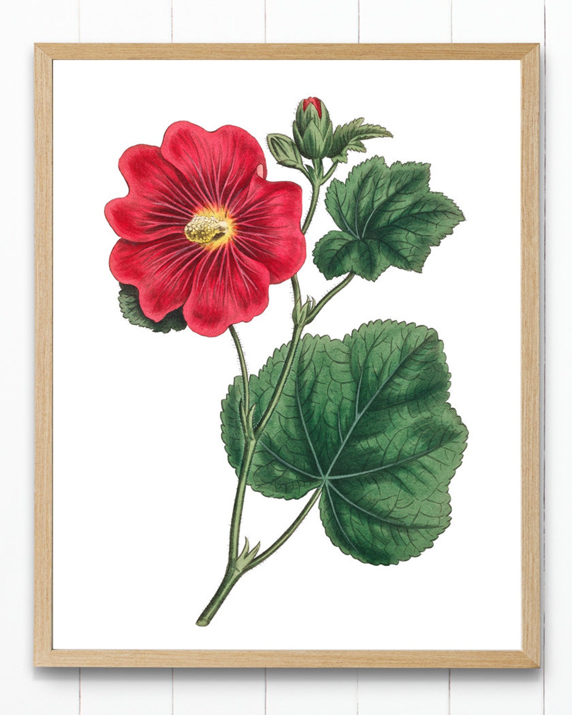 Red Hollyhock Flower Vintage Botanical Garden Illustration Poster - Image 4