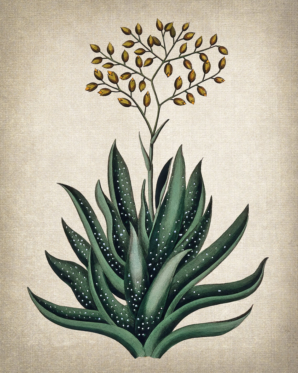 Flowering Aloe Succulent with Golden Buds Vintage Botanical Poster - Image 2