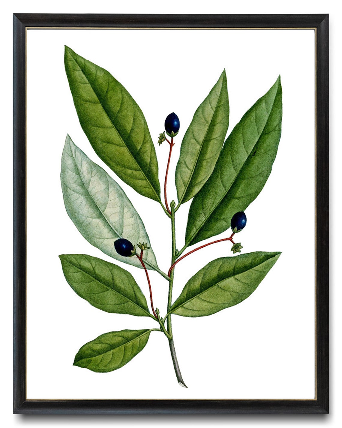 Vintage Green Leaf Branch Dark Blue Berries Botanical Art Poster - Image 3