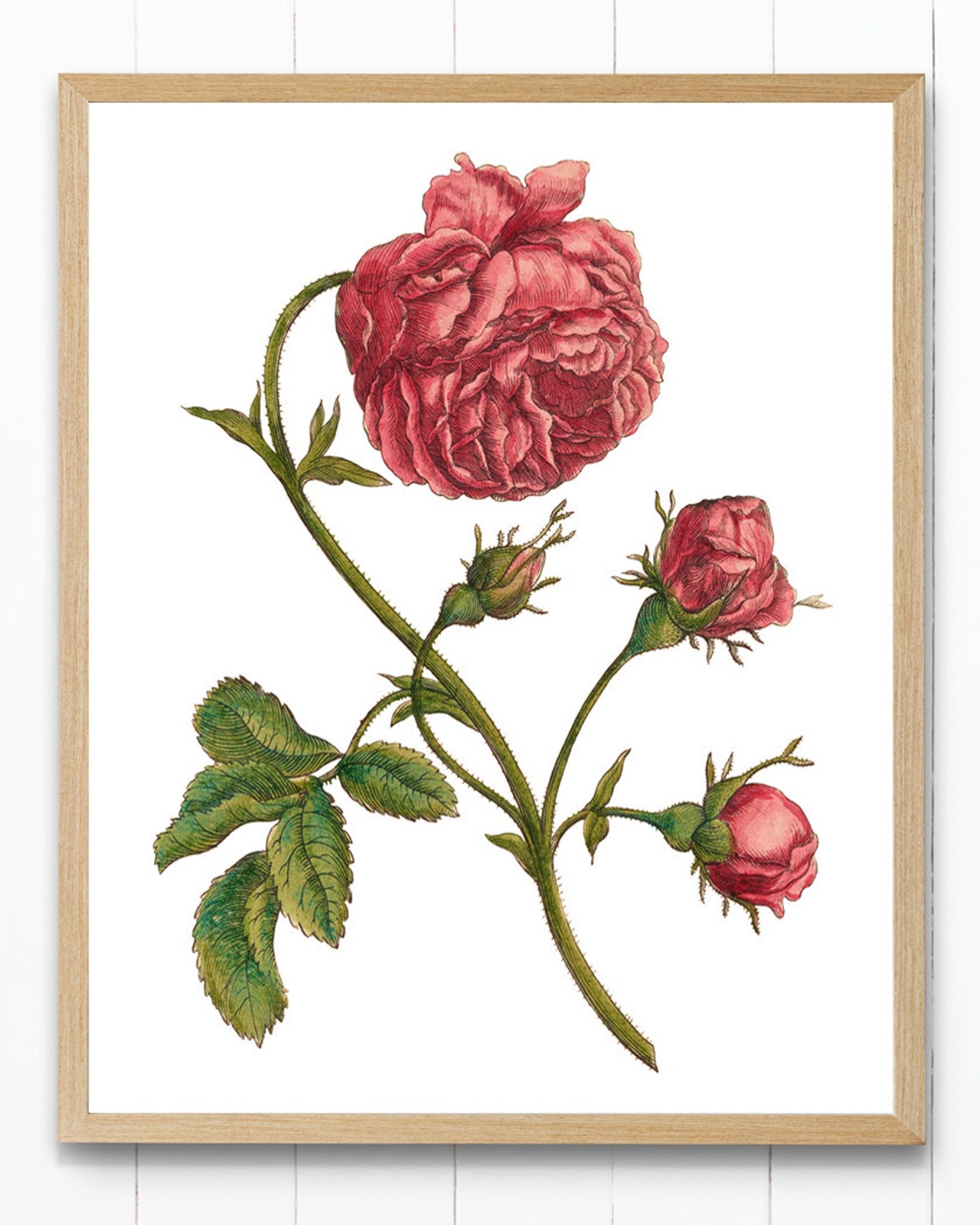 Red Garden Rose Bloom with Buds Vintage Botanical Engraving Poster - Image 3