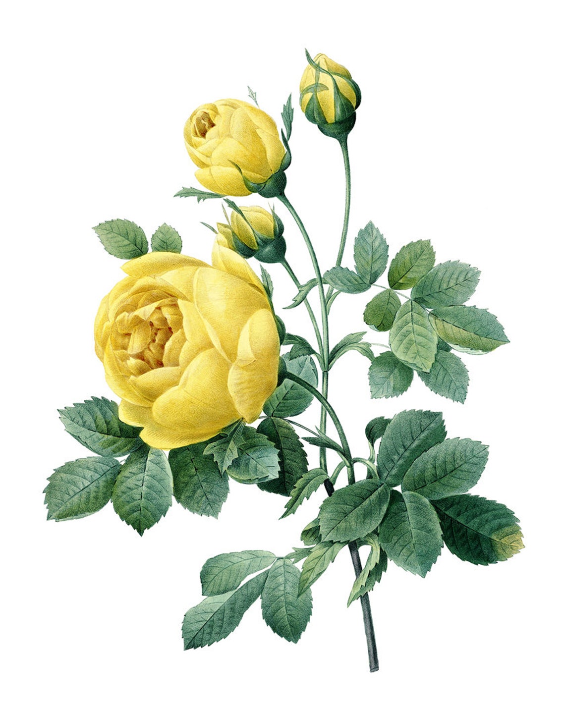 Yellow Garden Roses Antique Redoute Style Botanical Study Poster - Image 2