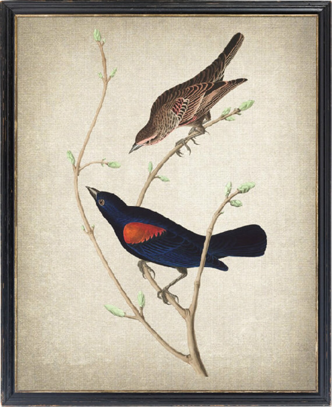 Prairie Starlings Audubon Antique Illustration Art Print