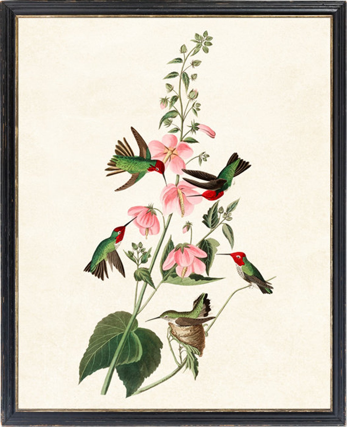 Five Hummingbirds with Pink Flowers Nesting Vintage Illustration Print - Image 4