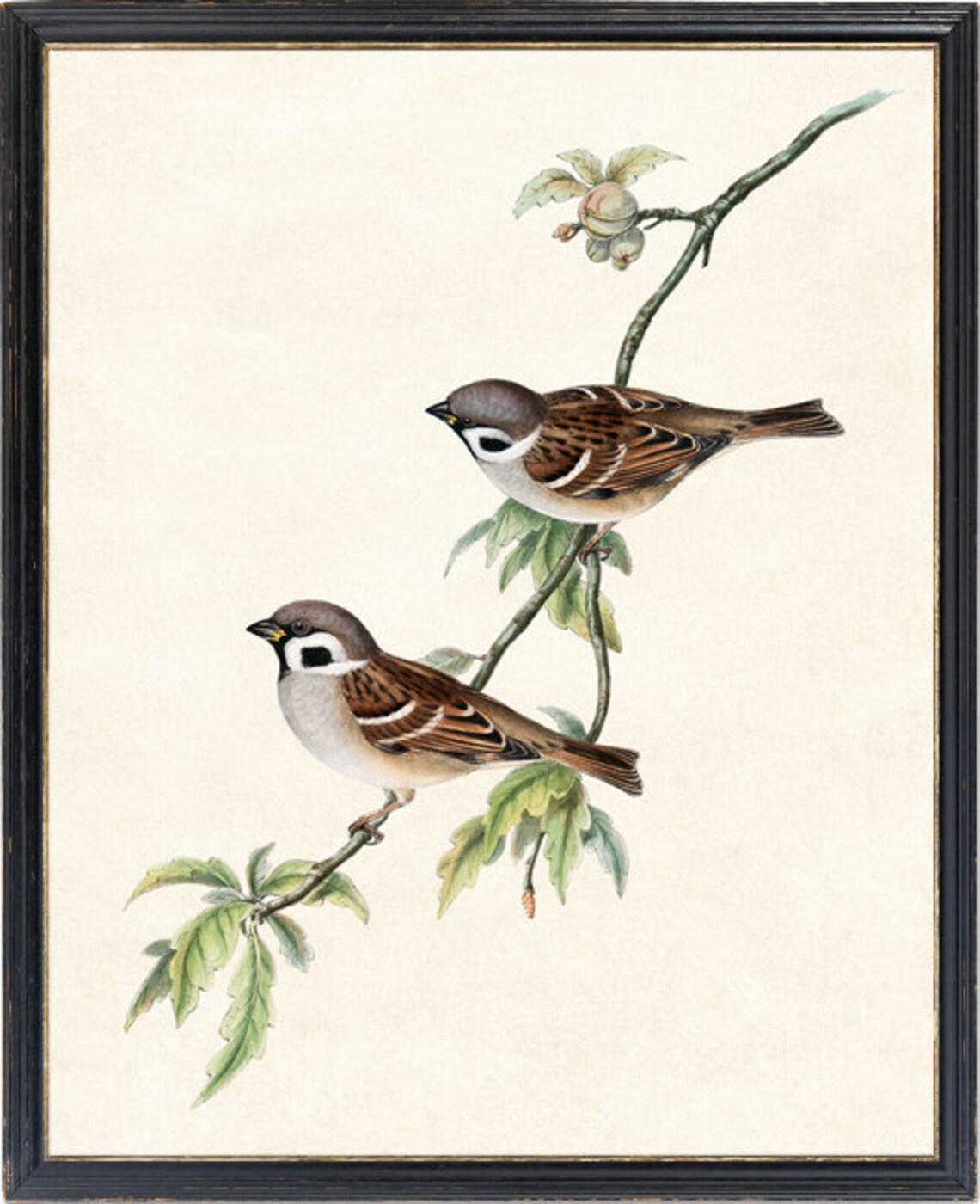 Sparrow Bird Tree Sparrows Antique Illustration Art Print - Image 2