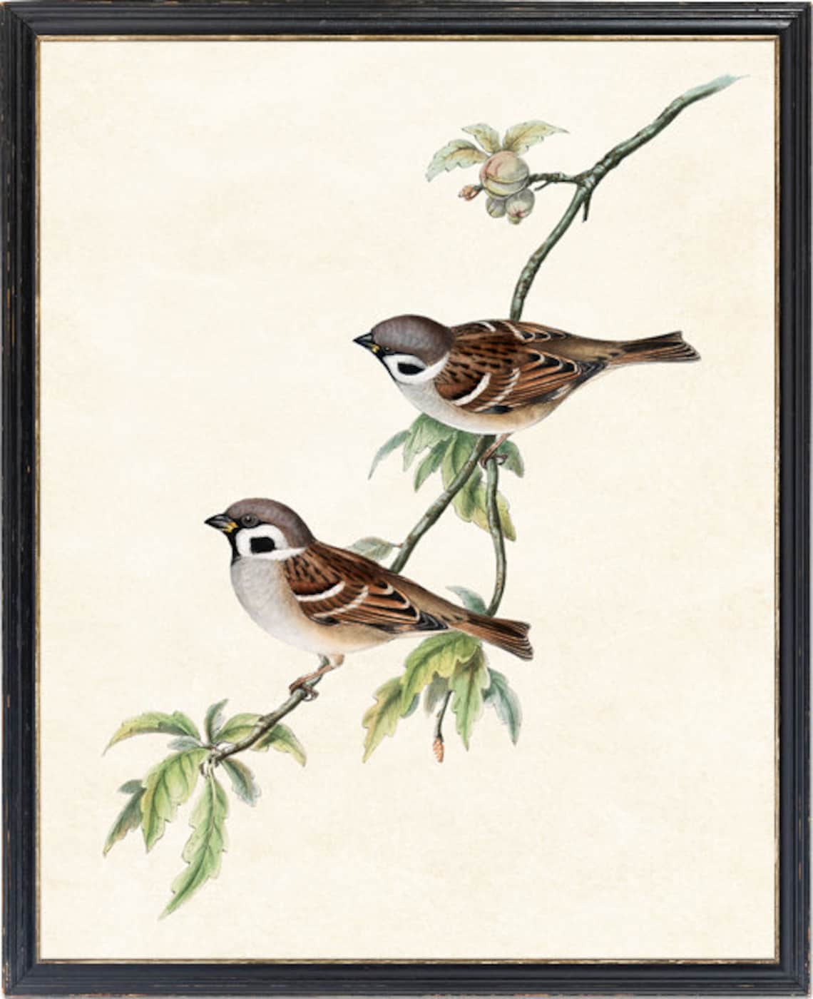 Sparrow Tree Sparrows Antique Illustration Art Print - Image 4