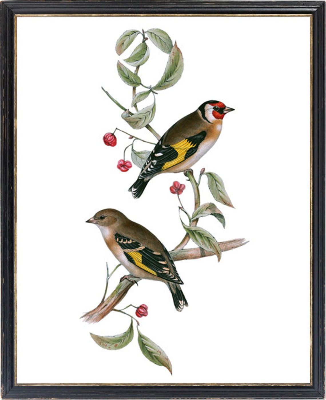 European Goldfinch Pair on Berry Branch Vintage Illustration Print - Image 3