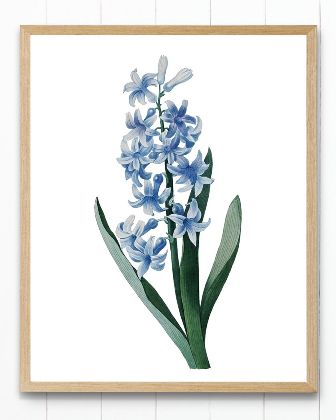 Blue Hyacinth Vintage Botanical Art Print - Image 2