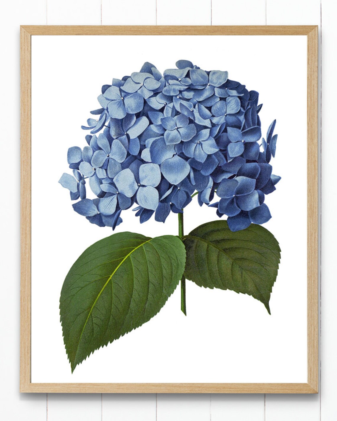 Blue Hydrangea Vintage Illustration Art Print - Image 4