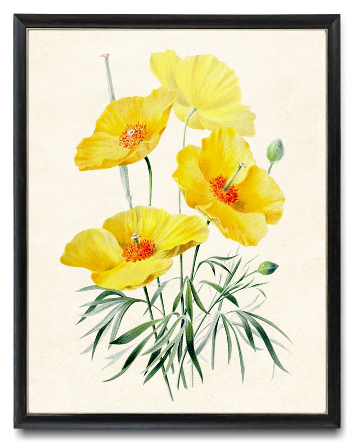 Bright Yellow Poppy Flowers Vintage Botanical Illustration Poster
