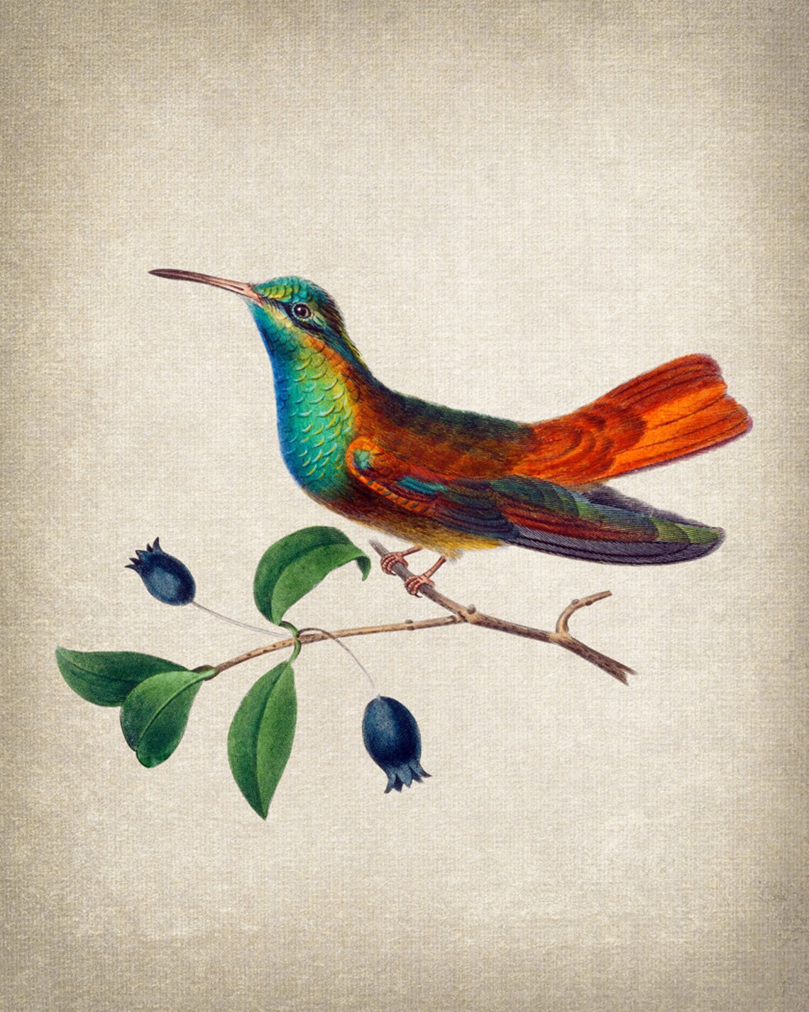 Vintage Hummingbird Illustration Iridescent Antique Bird Poster - Image 2