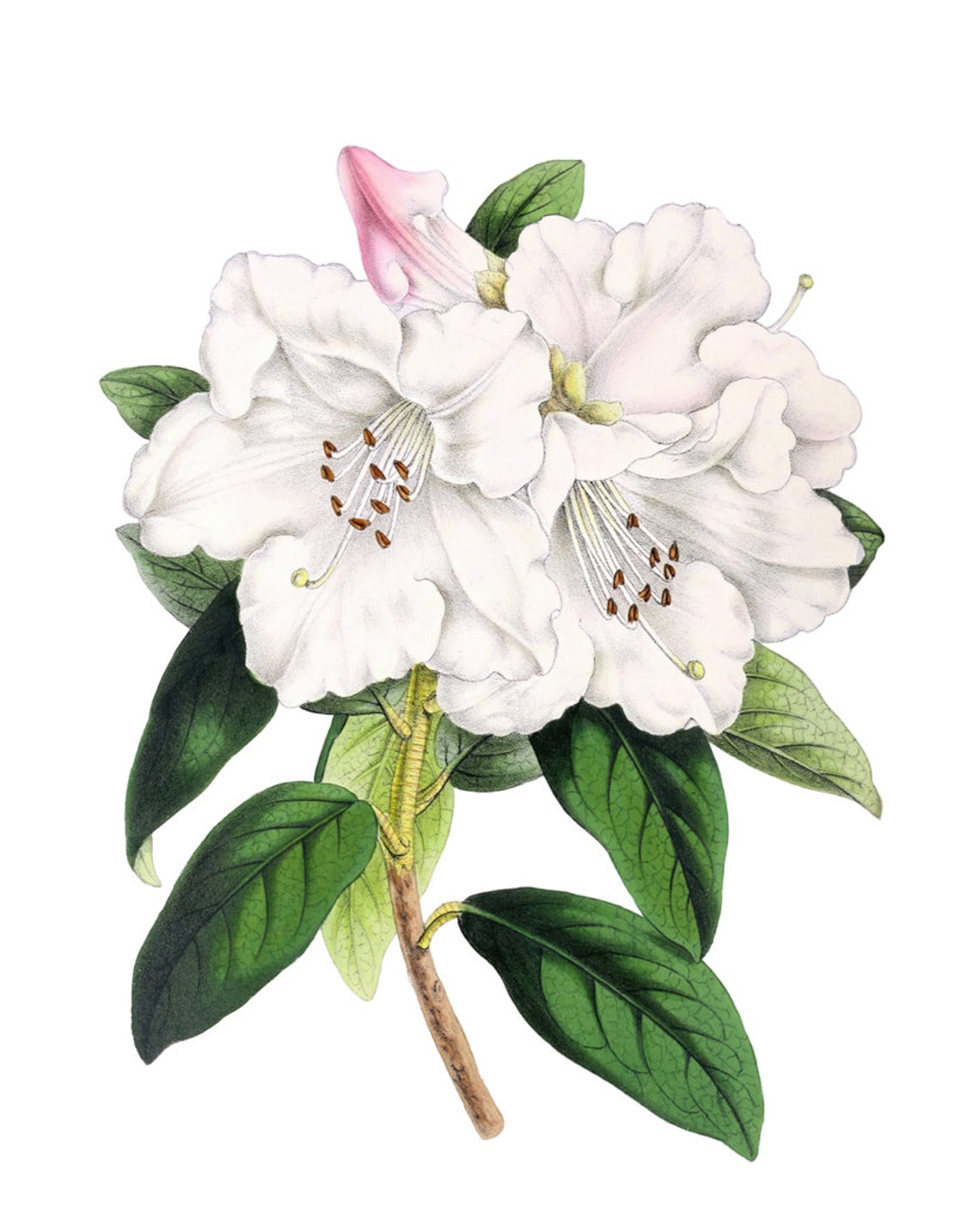 White Rhododendron Princess Alice Grand Antique Botanical Study Poster - Image 2