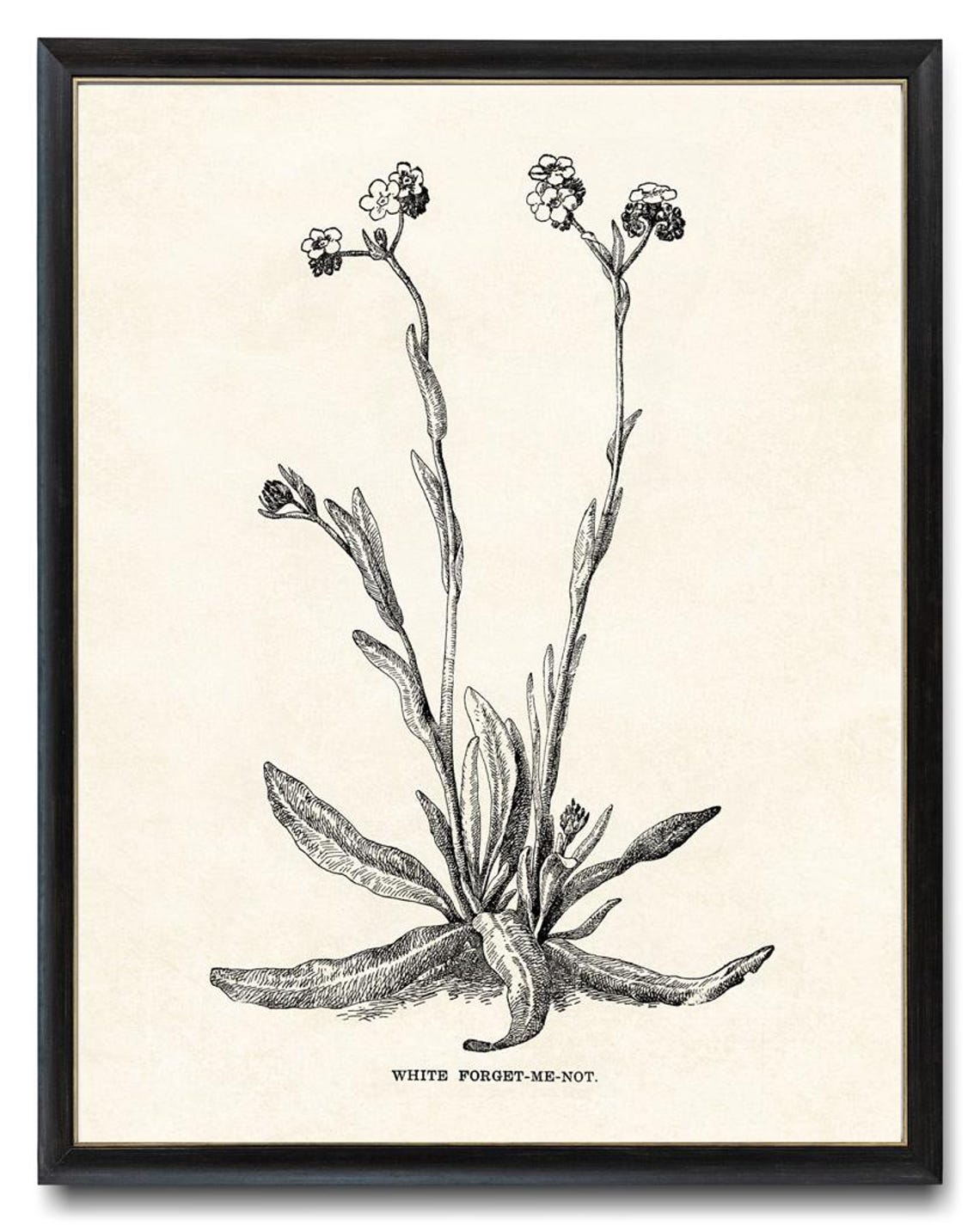 White Forget Me Not Vintage Botanical Line Art Wildflower Poster