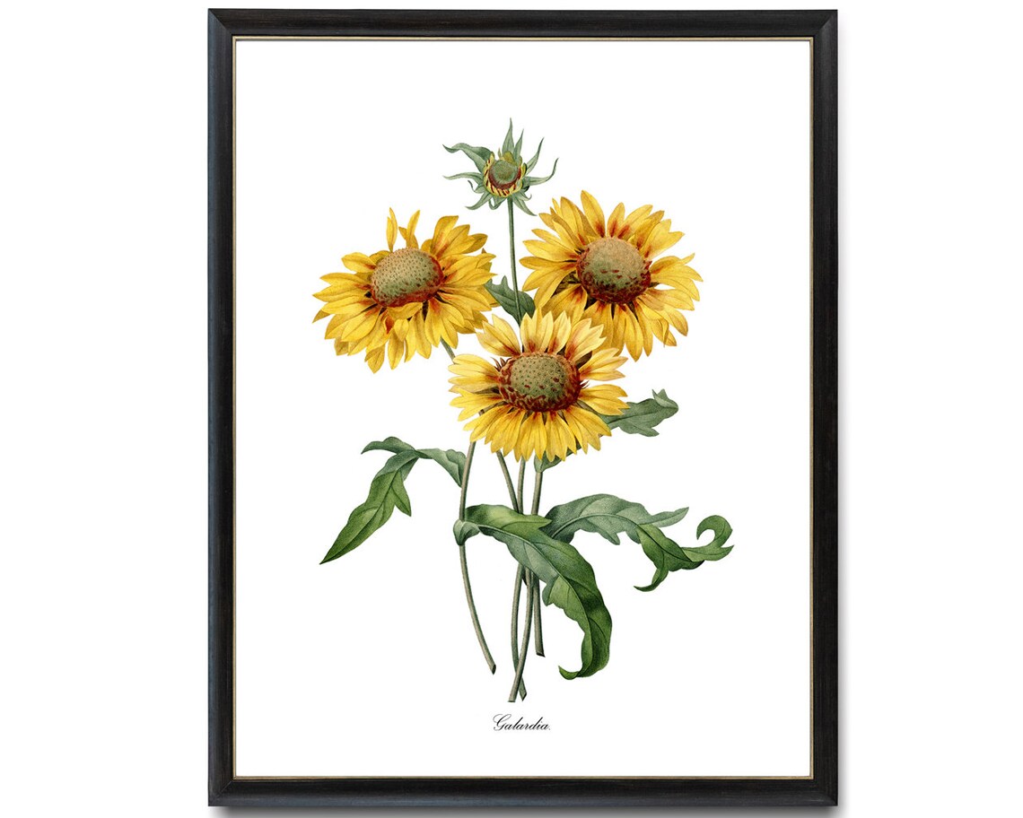 Yellow Gaillardia Blanket Flower Vintage Botanical Illustration Poster