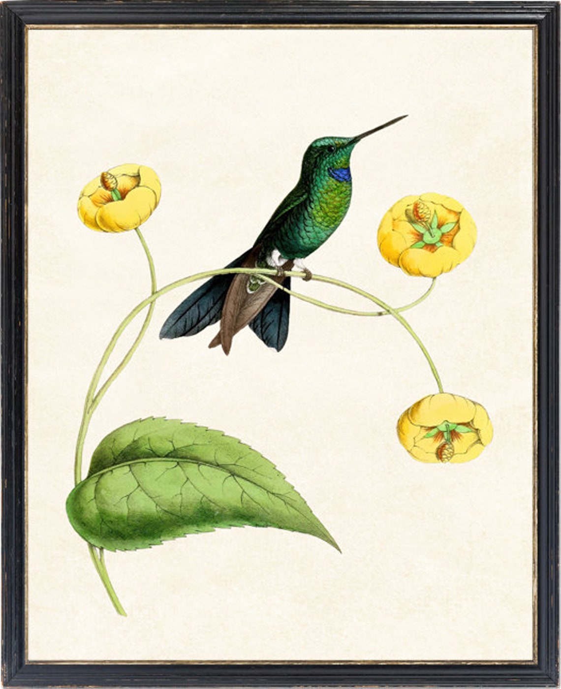 Green Hummingbird Perched on Yellow Flower Vintage Bird Poster - Image 2