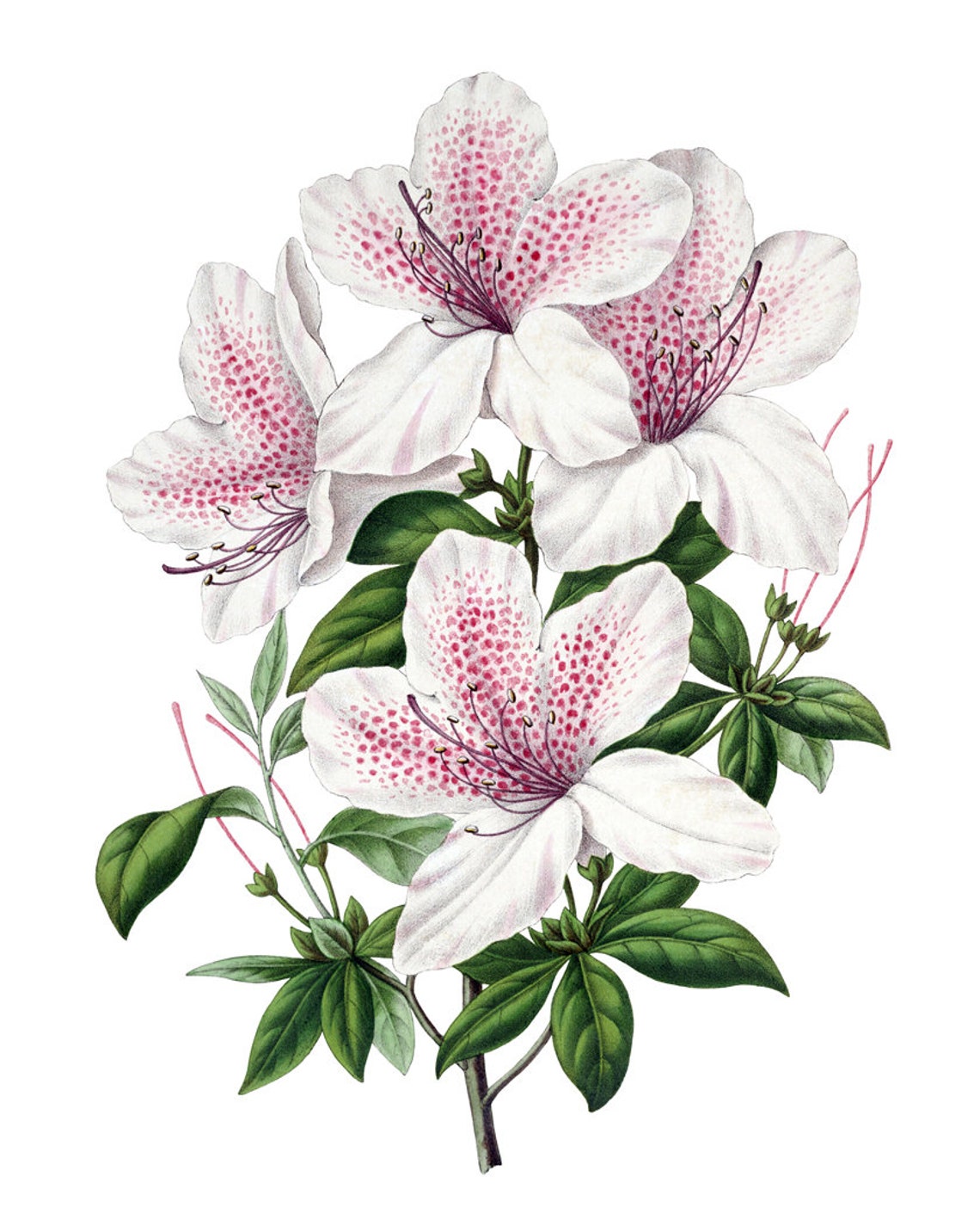 White Azalea Bloom with Pink Speckles Vintage Botanical Poster - Image 2