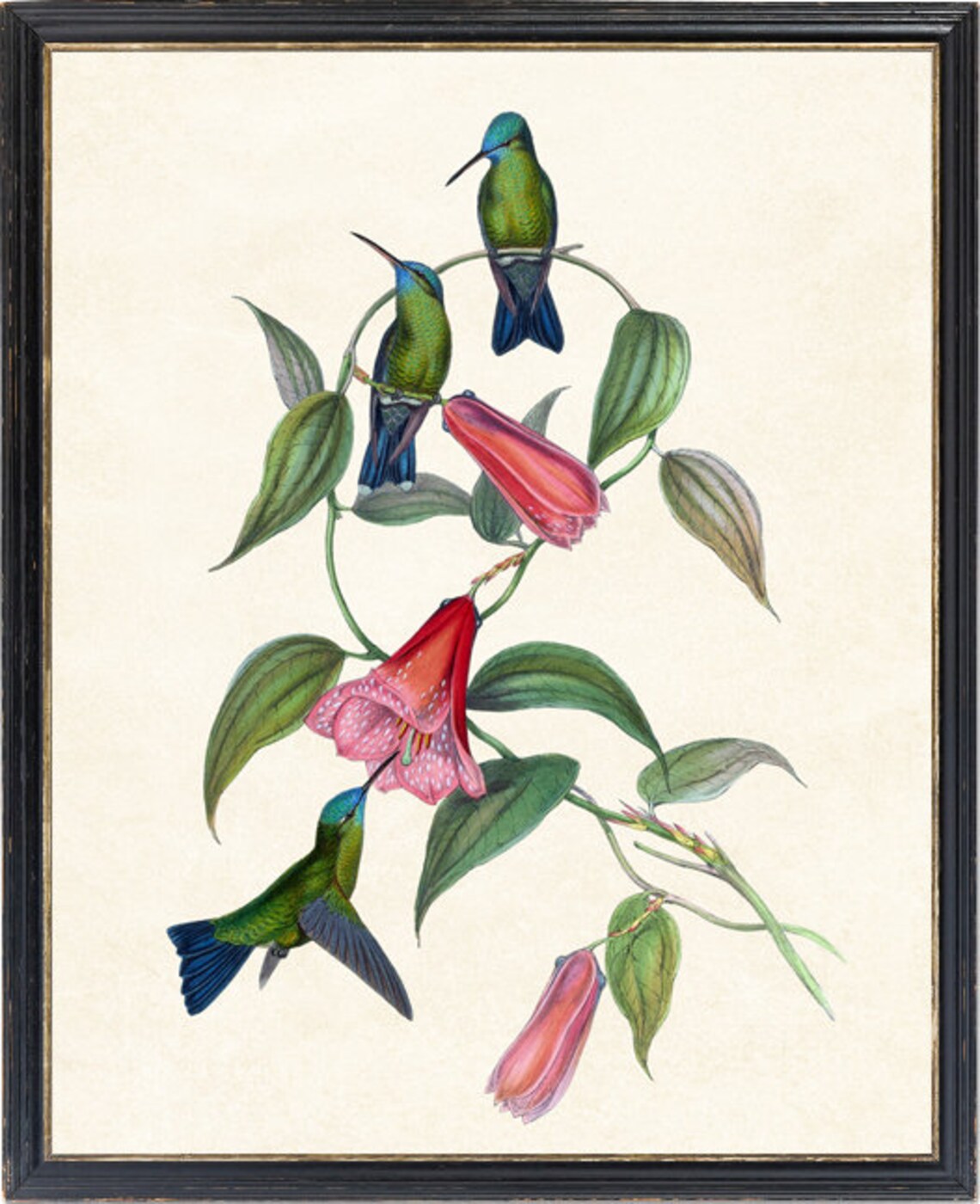 Green Hummingbirds With Red Trumpet Flowers Vintage Bird Art Poster - Image 2