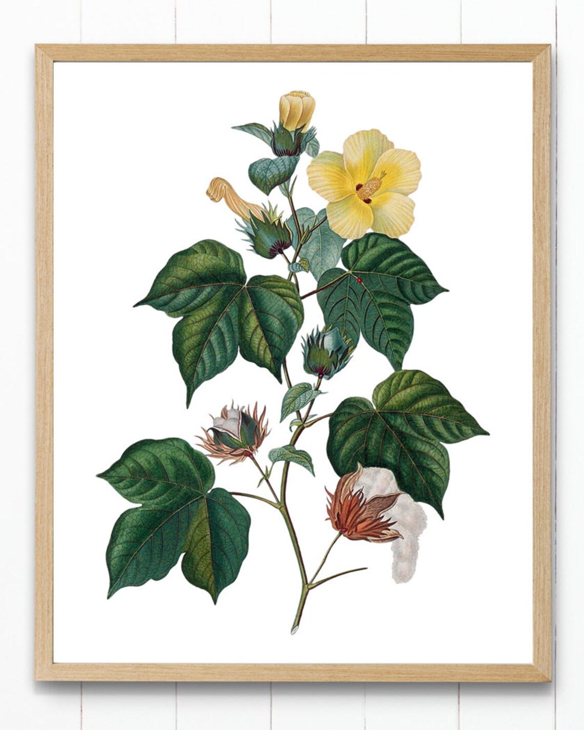 Cotton Plant Vintage Illustration Botanical Art Print - Image 3