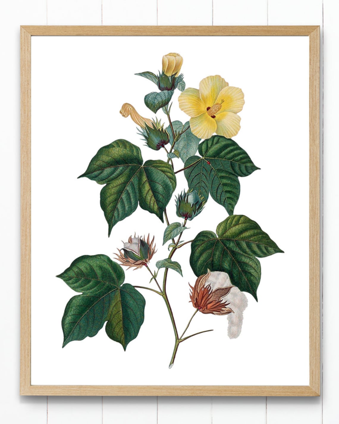 Vintage Cotton Plant Blossom Boll Botanical Illustration Poster - Image 3