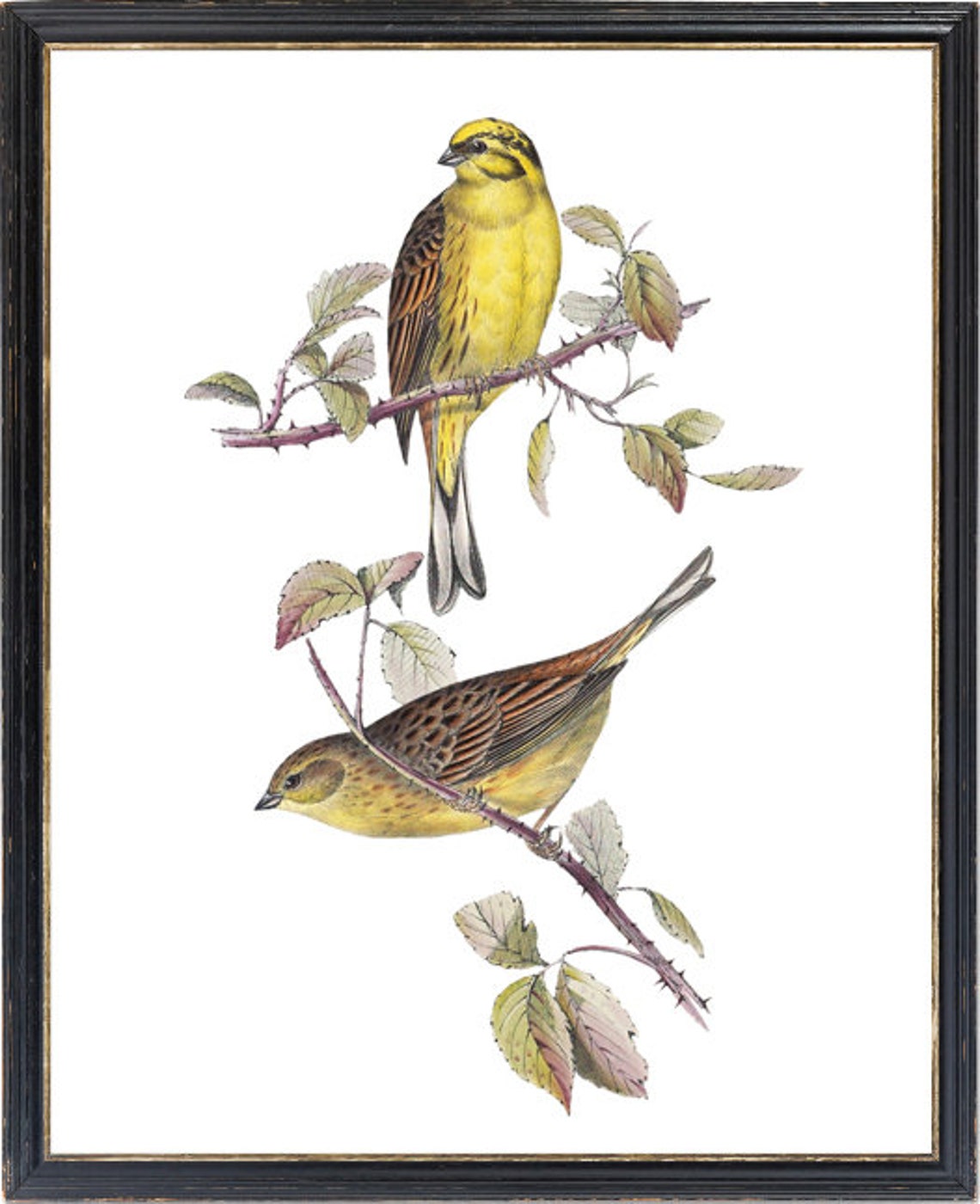 Yellow Bunting Songbird Pair Vintage Botanical Illustration Poster - Image 3