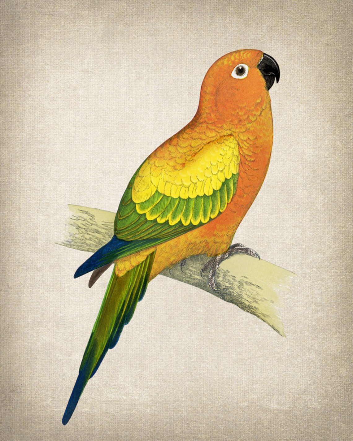 Vintage Sun Parakeet Tropical Parrot Illustration Antique Bird Poster - Image 2