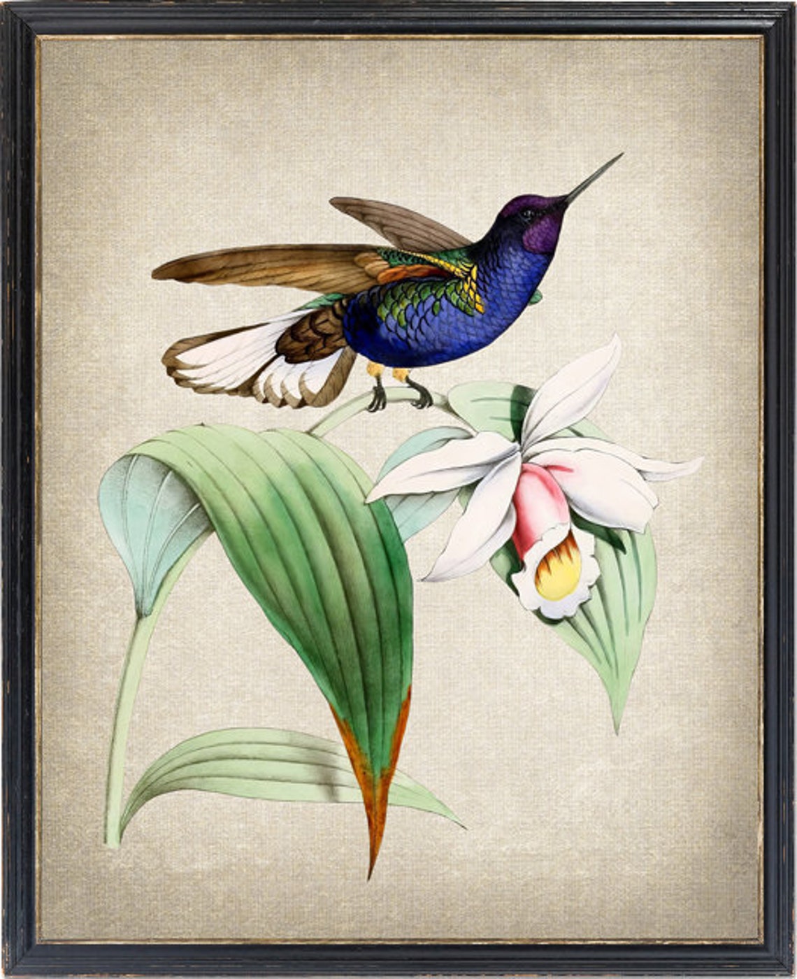 Vintage Hummingbird Orchid Botanical Art Natural History Poster