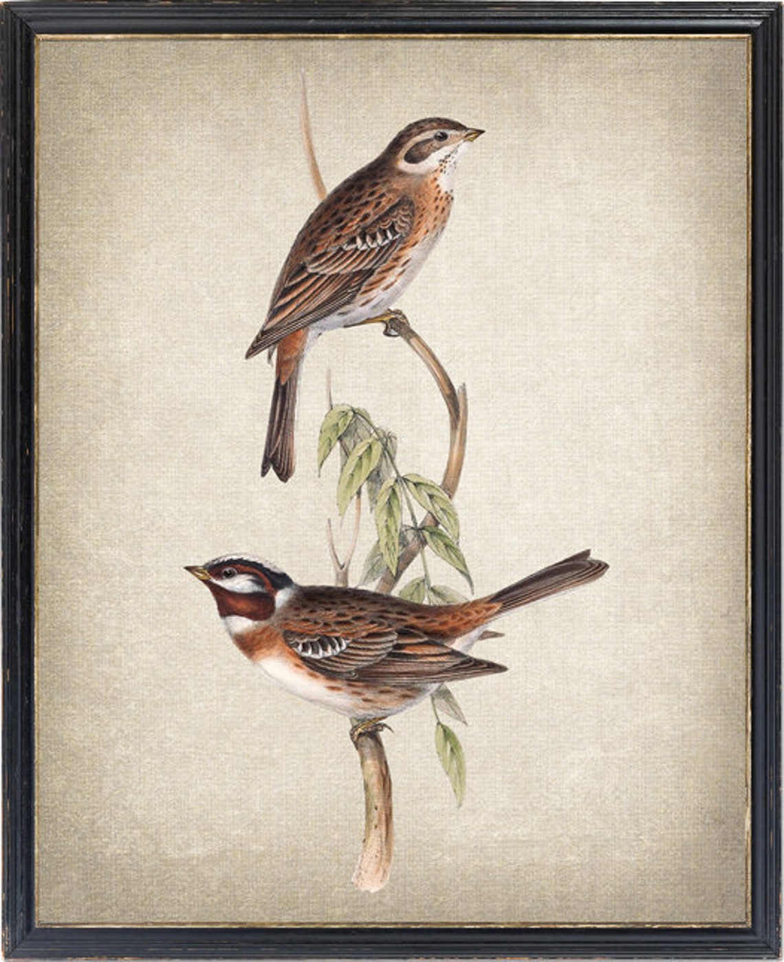 Chestnut and Brown Bunting Pair on Branch Vintage Bird Art Print