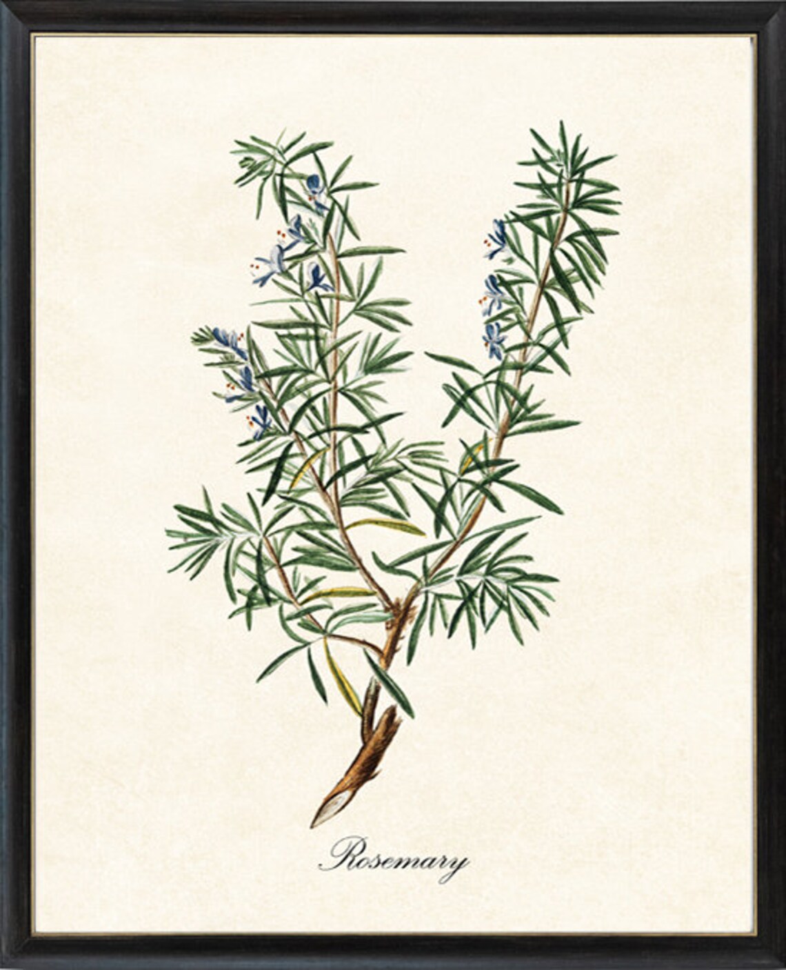 Rosemary Herb Botanical Kitchen Art Print