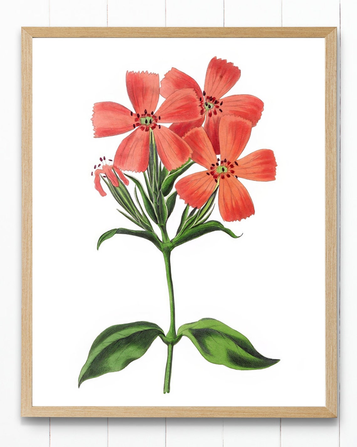 Vintage Coral Star Flower Cluster Botanical Illustration Poster - Image 4
