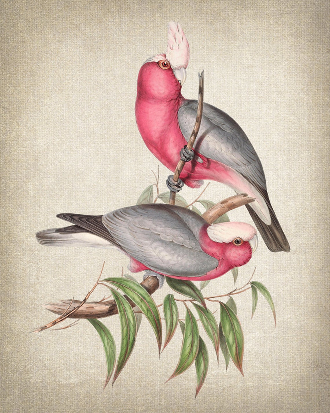 Rose Breasted Cockatoo Vintage Illustration Pink Grey Parrots Poster - Image 2