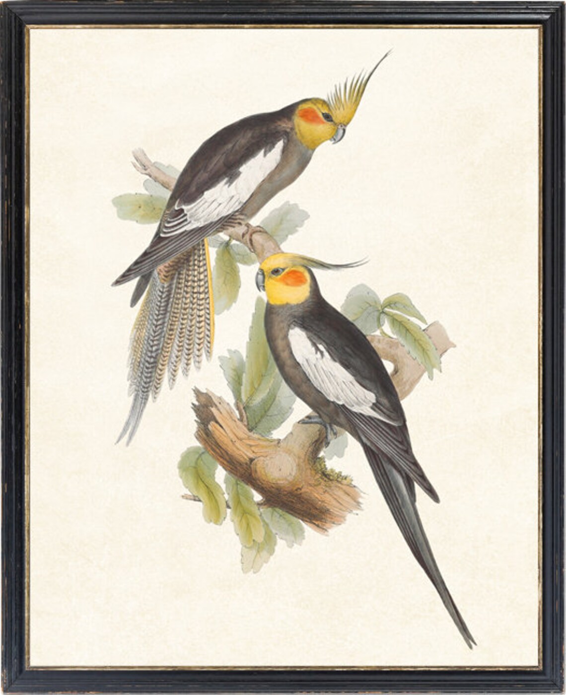 Cockatiel Birds Vintage Illustration Art Print - Image 2