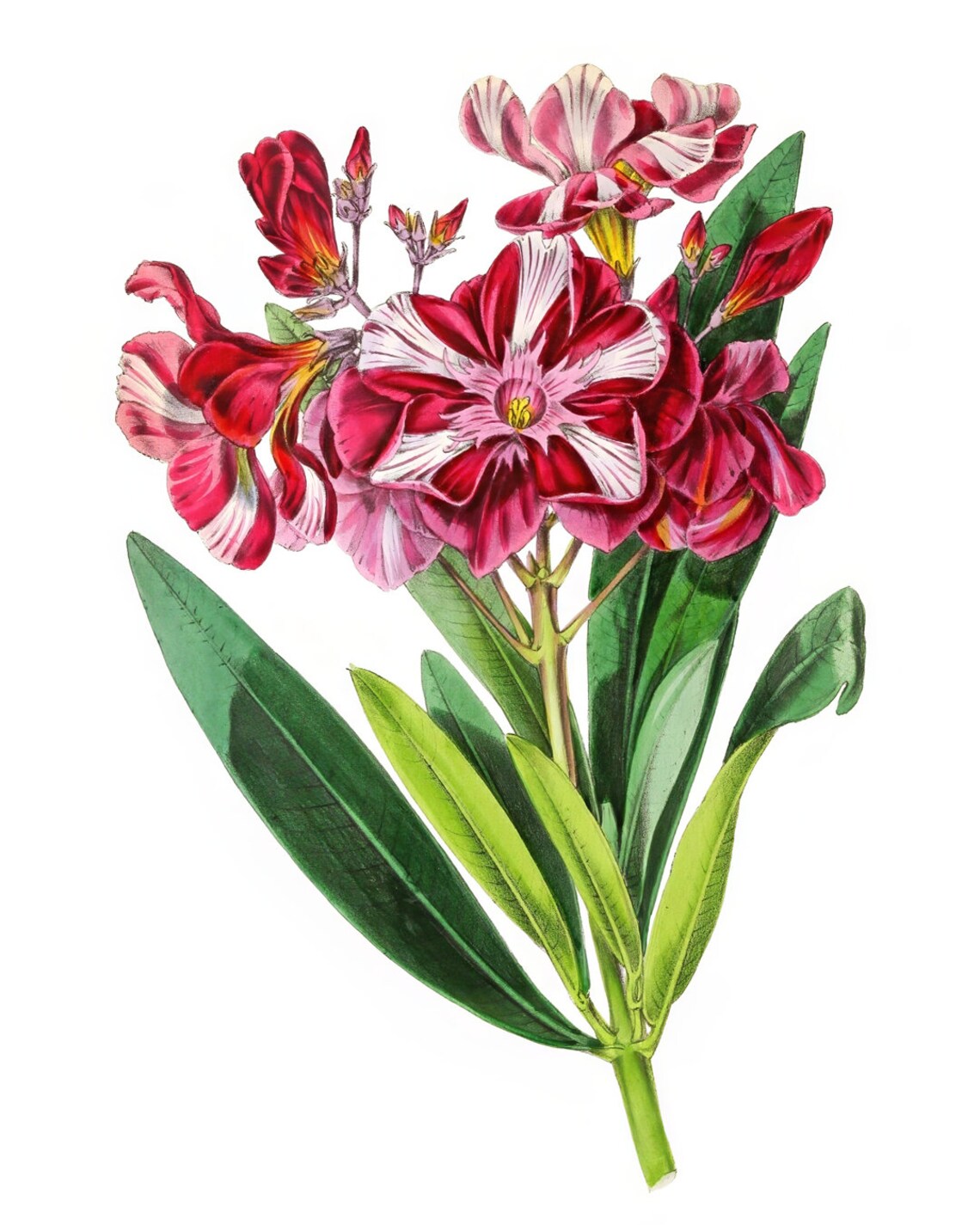 Striped Oleander Vintage Botanical Art Print - Image 3