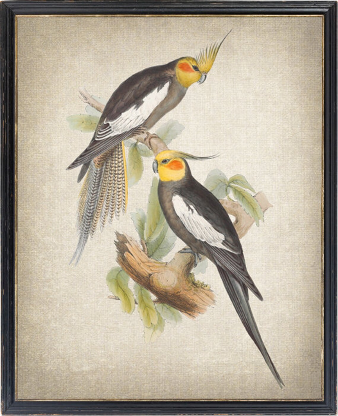 Cockatiel Birds Vintage Illustration Art Print