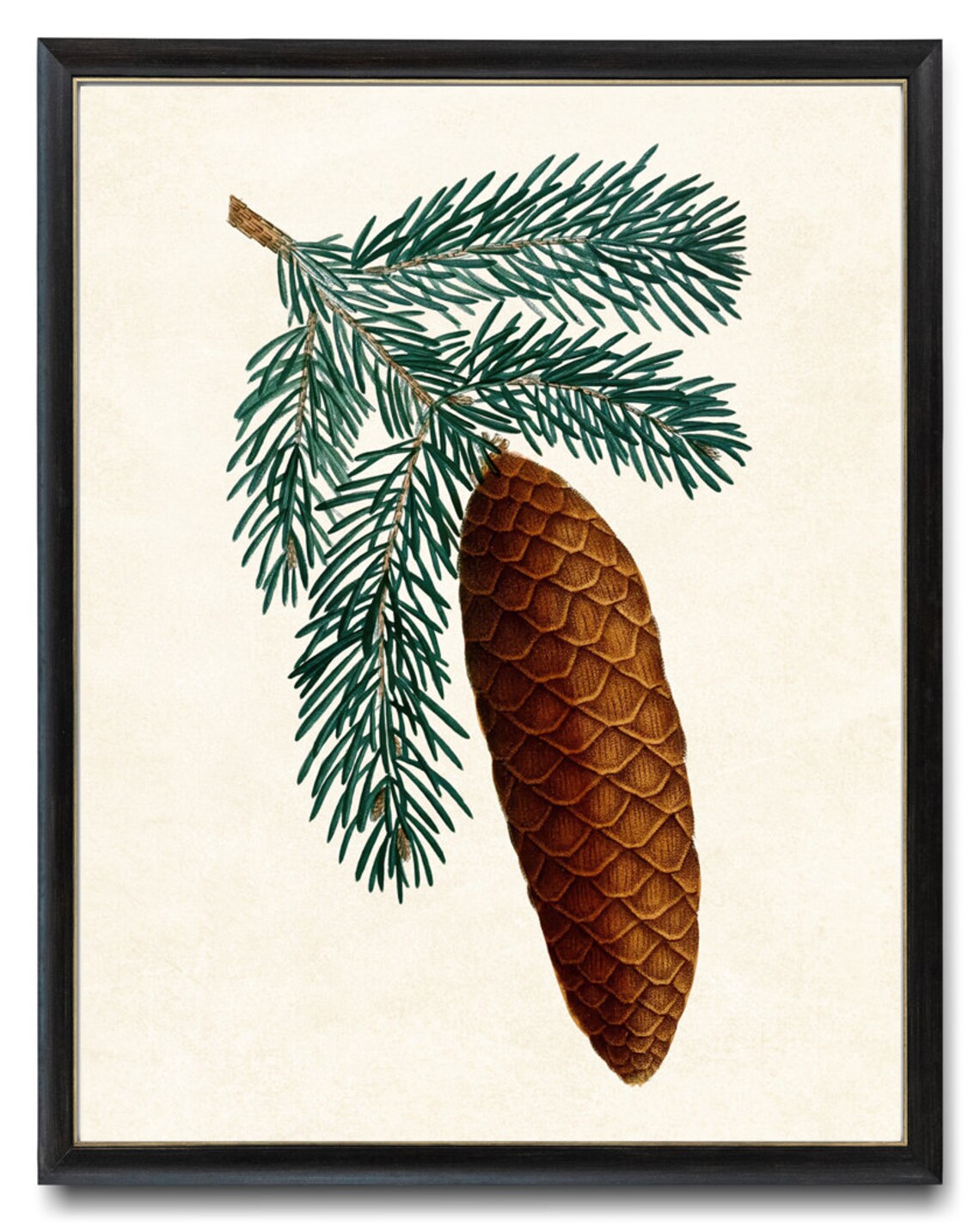 Botanical Norway Spruce Pinecone Vintage Art Print - Image 2