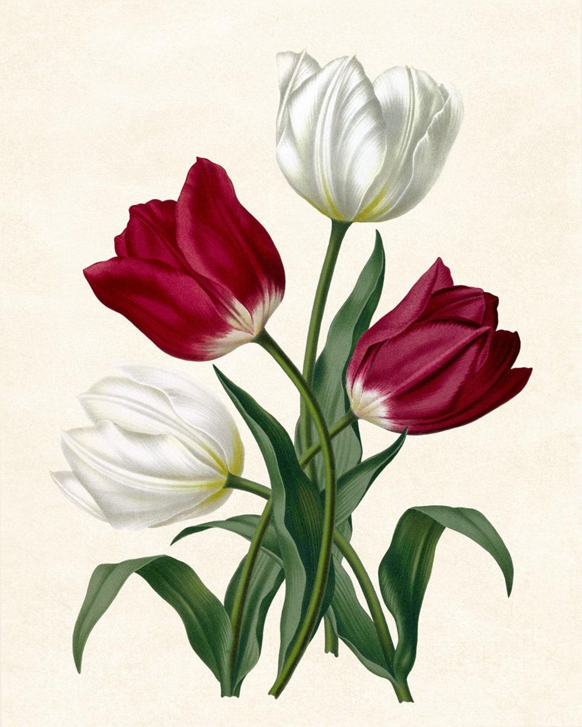 Red And White Tulips Vintage Botanical Flower Illustration Poster - Image 3