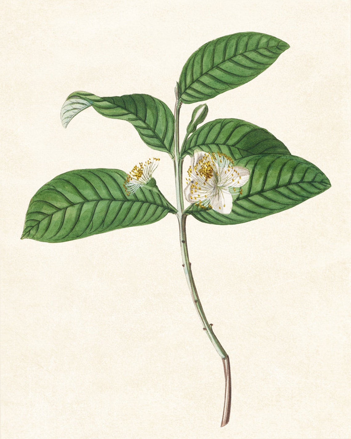Blooming Guava Branch White Flowers Vintage Botanical Art Poster - Image 2