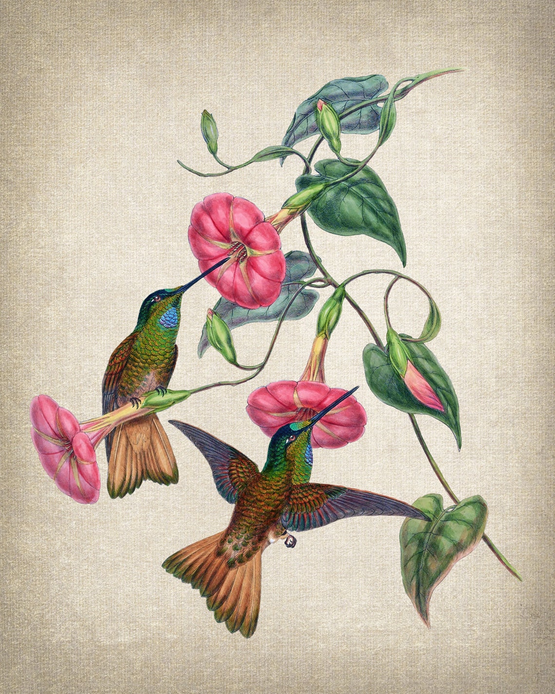 Two Hummingbirds With Morning Glory Vintage Botanical Art Poster - Image 2