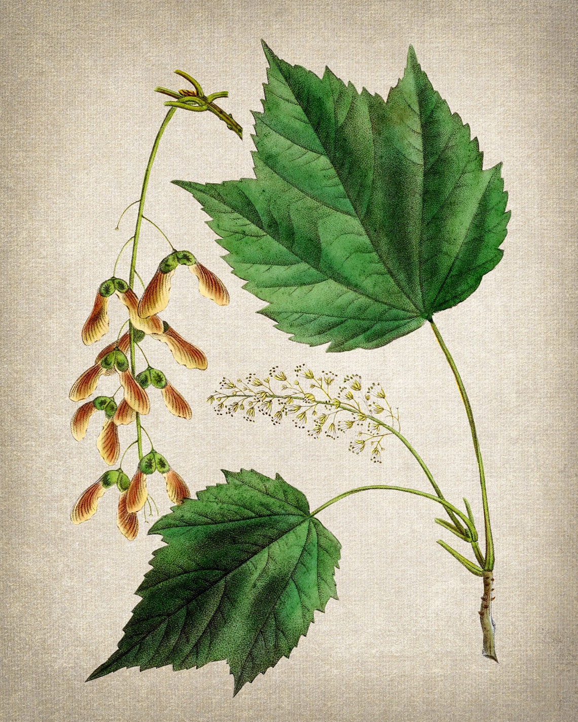 Mountain Maple Leaves Samaras Antique Botanical Illustration Print - Image 2