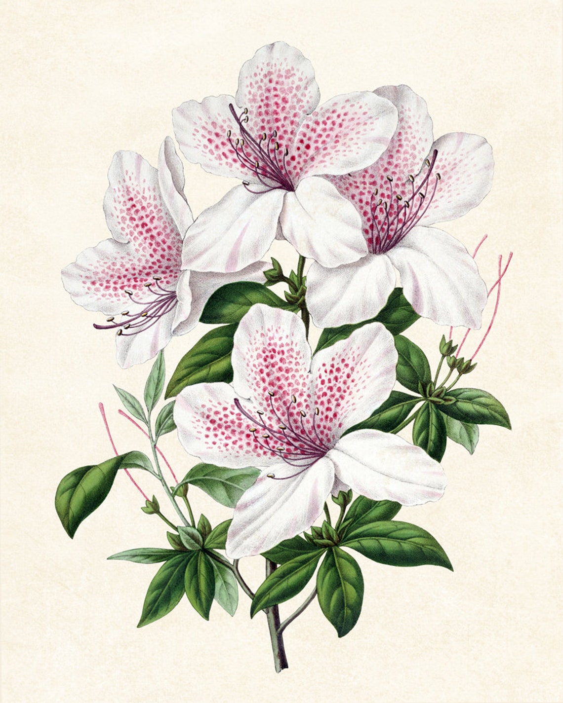 White Azalea Bloom with Pink Speckles Vintage Botanical Poster - Image 3