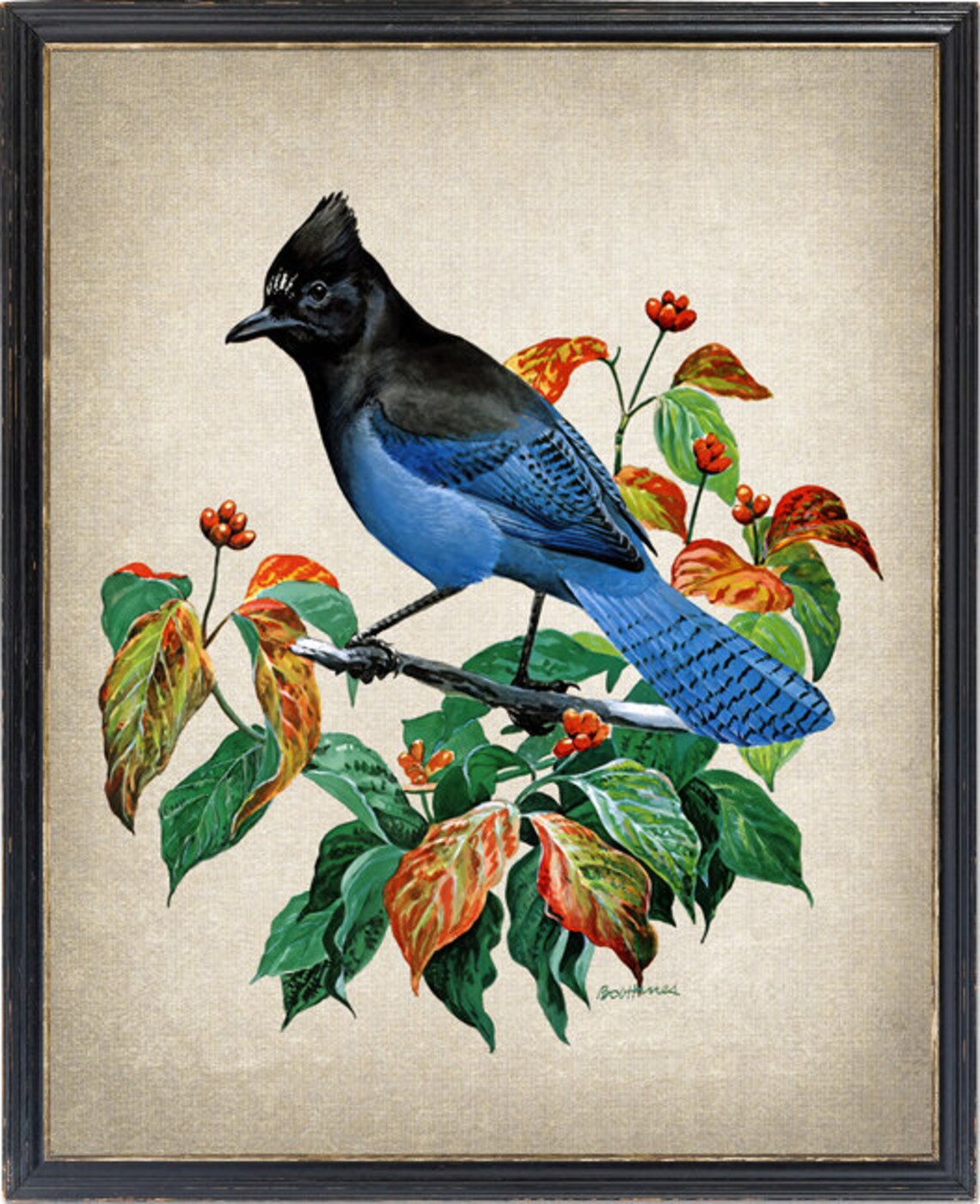 Stellers Jay Vintage Illustration Art Print