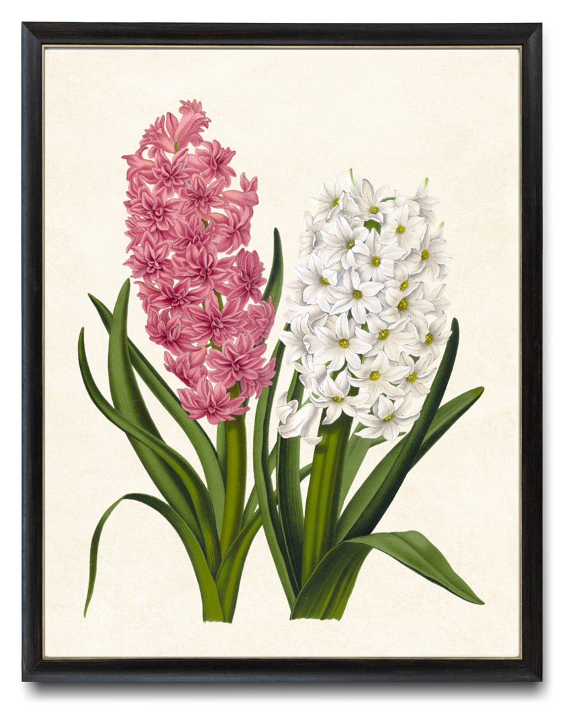 Pink and White Hyacinth Spring Blossom Vintage Botanical Poster