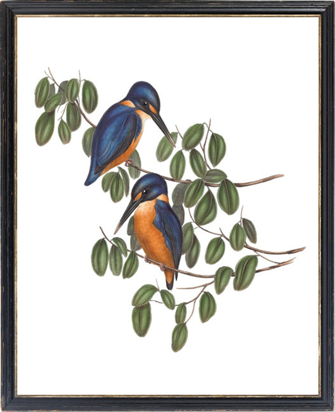 Vintage Azure Kingfisher Pair Antique Bird Illustration Poster - Image 3