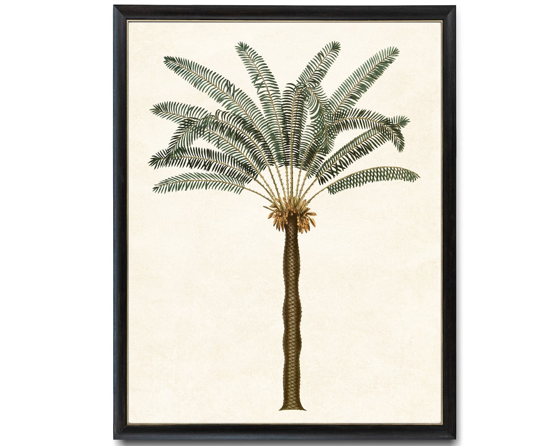 Palm Tree Vintage Illustration, Tropical Botanical Art Print - Image 4