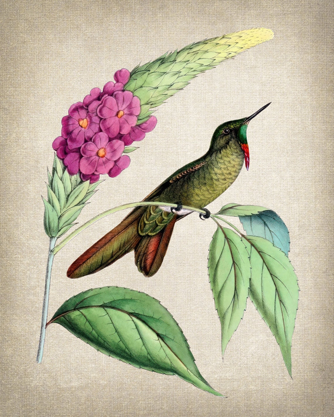 Olivaceous Thornbill Hummingbird With Pink Flowers Vintage Bird Poster - Image 2