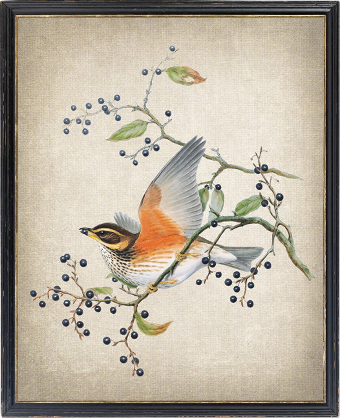 Redwing Thrush Wings Spread Vintage Natural History Bird Poster