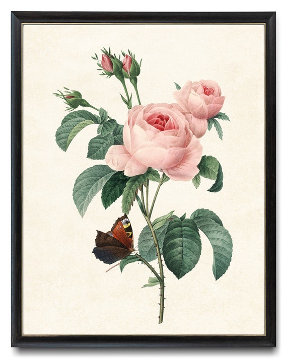 Print Up To 24x30 Inches Pink Roses Pj Redoute Antique Flower Illustration Rose And Butterfly Wall Art Print Instant